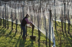 Weinernte im Januar